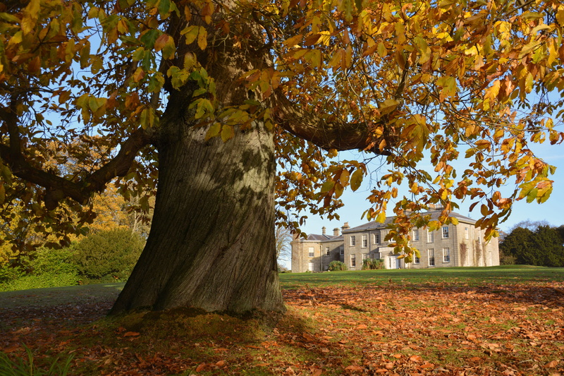 outdoors, day, land, plant part, beauty in nature, scenics - nature, tree trunk, change, argory, no people, outdoor, nature, fall, leaves, plant, old manor house