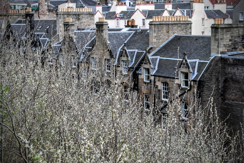 residential district, plant, row house, building, flowers, bare tree, building exterior, high angle view, 4K, city, united kingdom, house, land, edinburgh