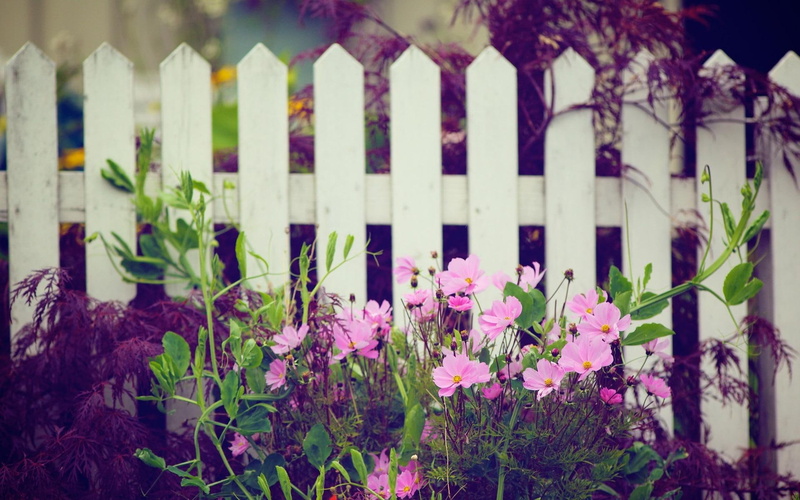 romantic, floral, photography, pretty, 1080P, garden, flowers, 3d and abstract, nature, picturesque