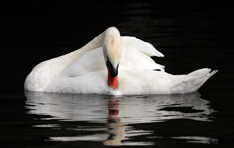 pride, 5K, beautiful, animal wildlife, waterfront, elegant, bruges, mirroring, freshwater bird, animals in the wild, water, no people, vertebrate, swan