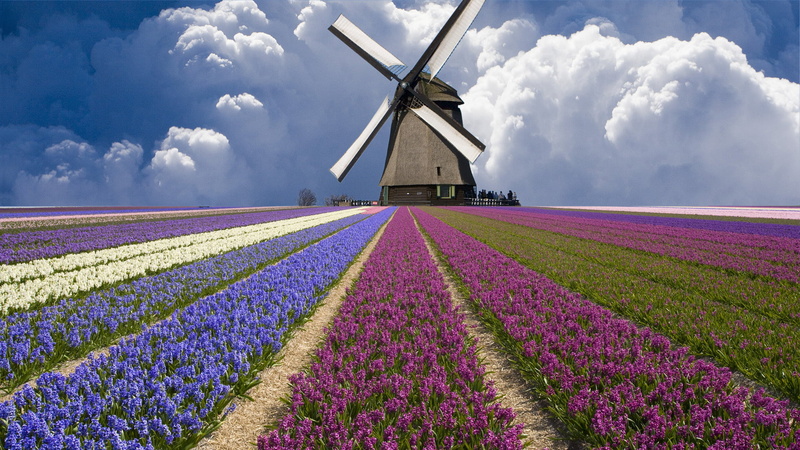 purple, fuel and power generation, non-Urban Scene, mill, summer, rural Scene, cloud - Sky, meadow, gray, scenics, tulips, no People, flower Head, sky