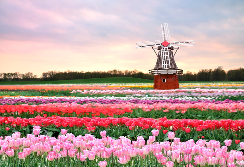 windmill, flowering plant, sunset, 4K, dutch Culture, no people, tulips, growth, season, mill, brown, keukenhof Gardens, nature, field, cloud - Sky, landscape