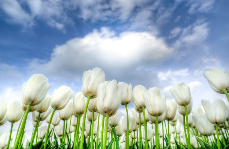 freshness, beauty in nature, springtime, no people, flower head, petals, sunlight, cloud - sky, flora, nature, dutch, petal, flowers, land, blossom, tulips