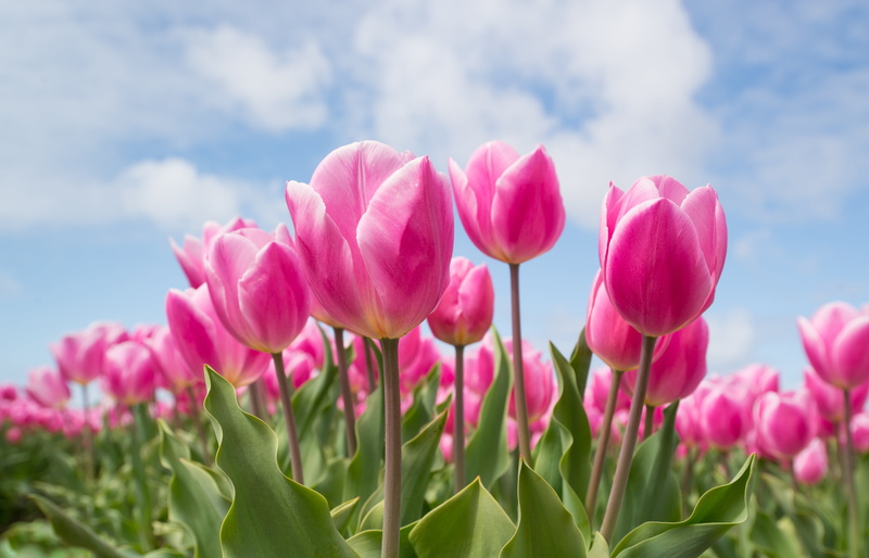 flowers, nature, flowering plant, leaf, calm, freshness, netherlands, tulip, flower head, inflorescence, field, dutch, pink color, sky, close-up, outdoors