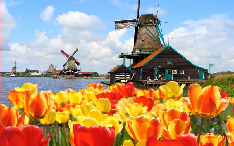 fragility, mill, amsterdam, plant, yellow, environmental conservation, tulip, rural Scene, flowers, renewable energy, bed, alternative energy, wood - Material