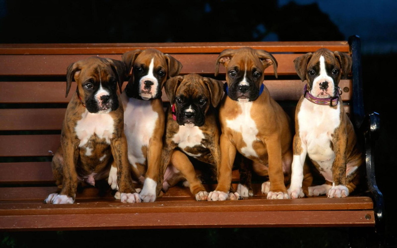 animals, puppies, animal, white, coated, boxer, brown, 1080P, dogs, pups, five, short
