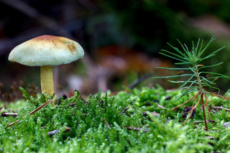 day, fungus, surface level, boxer shorts, vegetable, freshness, tree, poisonous, beauty in nature, toadstool, no people, forest, green color, 4K, moss