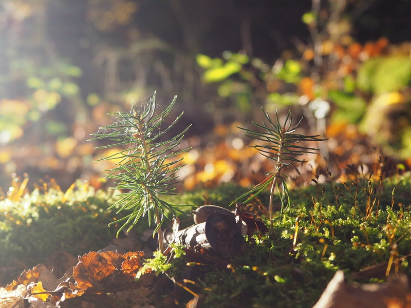 close-up, beauty in nature, day, 4K, nature, moss, fragility, tranquility, leaves, sunlight, selective focus, vulnerability, boxer shorts, tree, field