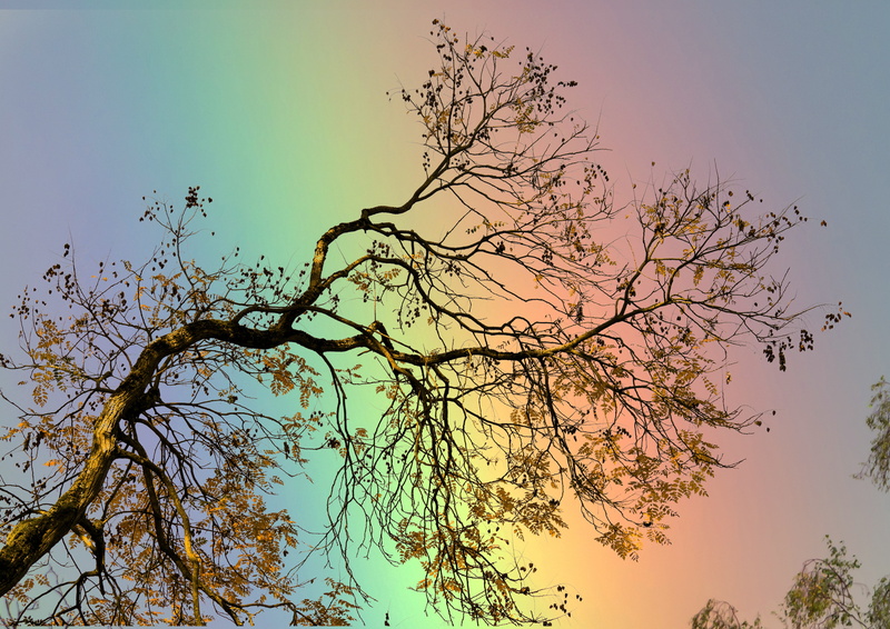 sunset, orange color, nature, tranquility, plant, boxer shorts, scenics - nature, low angle view, tree, day, growth, 5K, clear sky, tranquil scene, outdoors