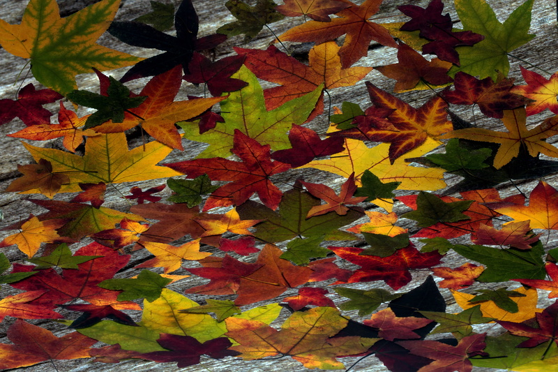 plant part, yellow, maple leaf, change, fall, beauty in nature, autumn collection, vulnerability, fall foliage, plant, natural condition, design, boxer shorts
