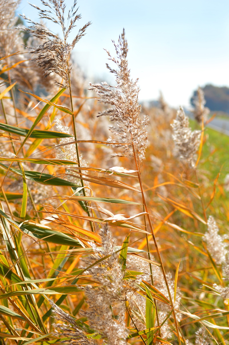 beauty in nature, land, selective focus, golden october, day, field, plant, boxer shorts, outdoors, blade of grass, focus on foreground, growth, tranquility