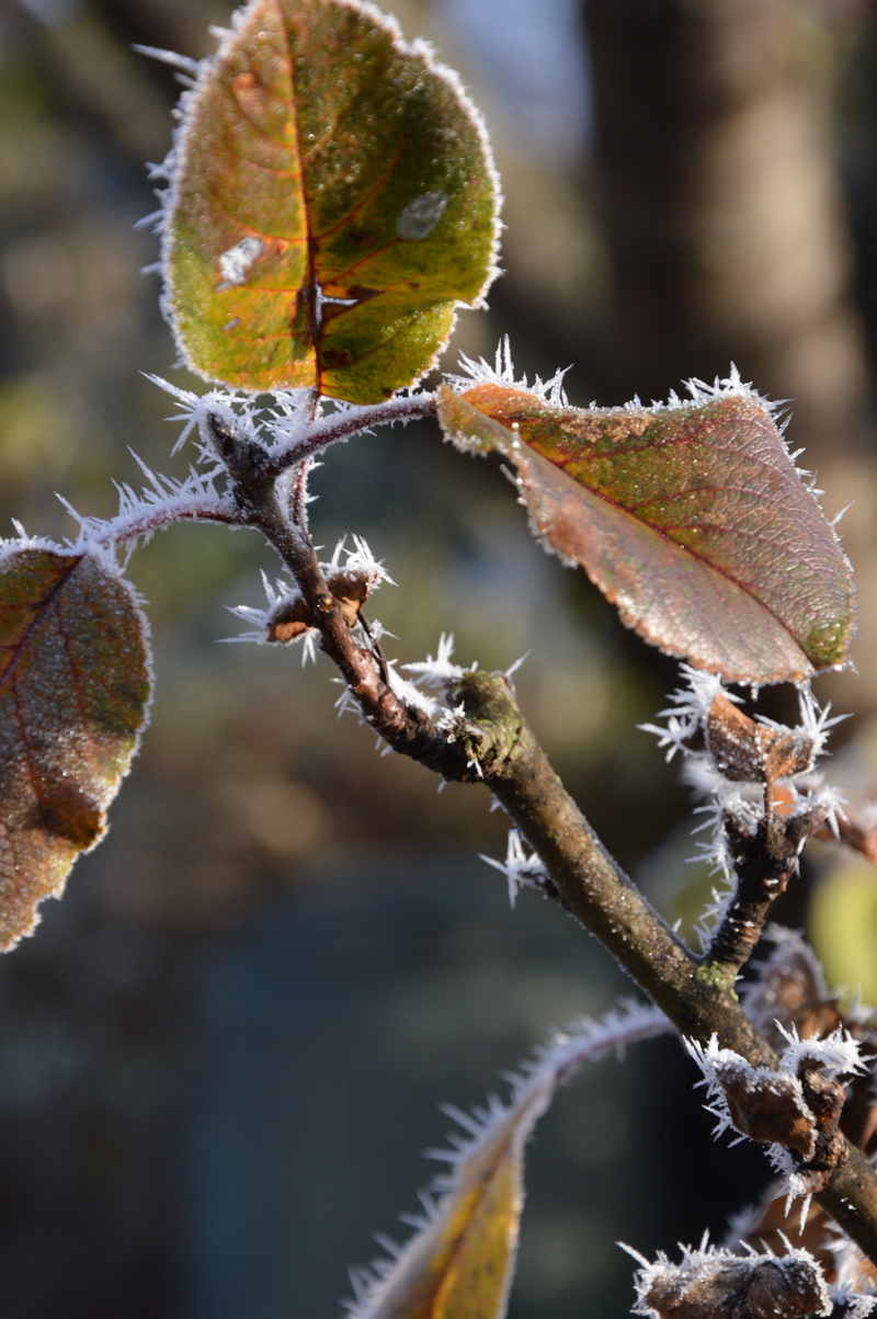 tree, outdoors, boxer shorts, plant part, snow, nature, frost, day, growth, leaf, ripe, ice, focus on foreground, winter, beauty in nature, 5K, no people