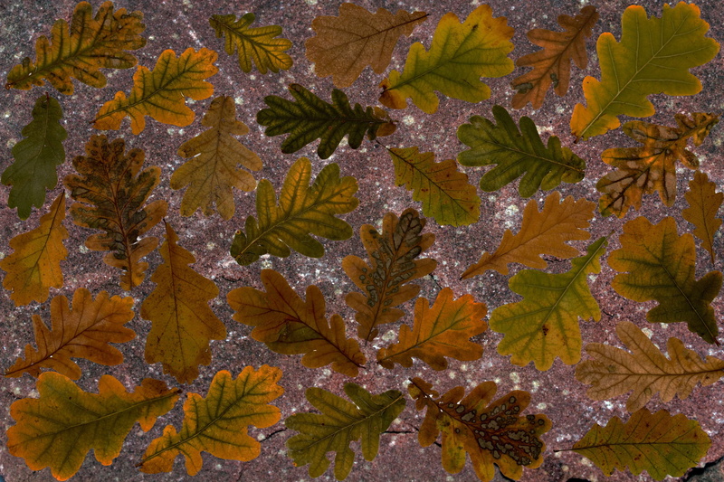 maple leaf, dry leaves, coniferous tree, foliage, change, tree, colorful, boxer shorts, composition, true leaves, full frame, tranquility, autumn colours