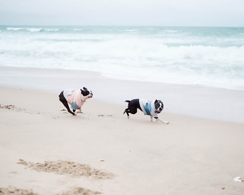 seashore, pets, dog, person, motion, animal themes, water, land, horizon, nature, wave, french bulldog, pitbull, hound, one animal, shorts, apparel, bulldog