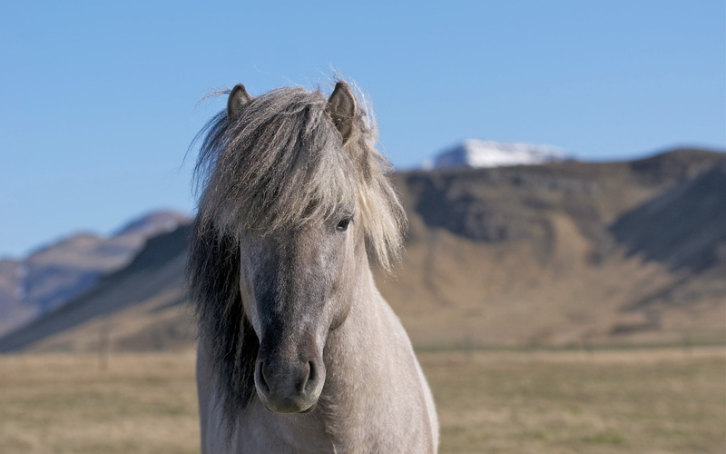 herbivorous, sky, vertebrate, meadow, rural Scene, gray, farm, environment, animal, livestock, mare, grass, grazing, pets, nature, summer, scenics, head