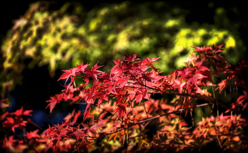 maple, Okazaki City, bokeh, leaves, selective focus, outdoors, tree, plant, nature, maple leaf, Seasons, day, Aperture, Chubu, Photoshop, red, Honshu, 4K