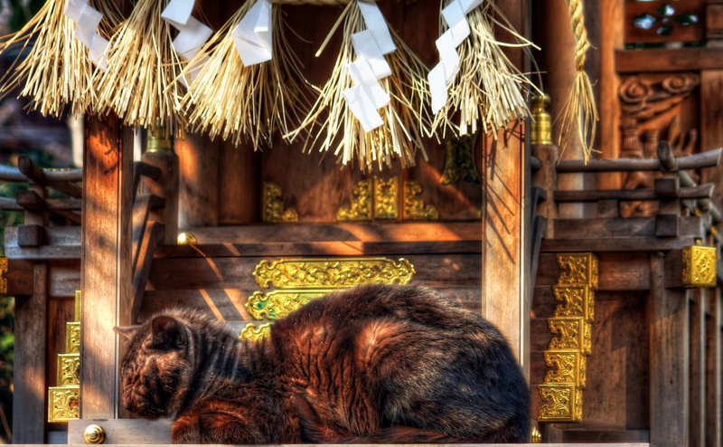 coated, day, architecture, Animals, no people, Shrine, roof, Okazaki City, built structure, Shinto, nap, wood - material, Aperture, vertebrate, long, Pets
