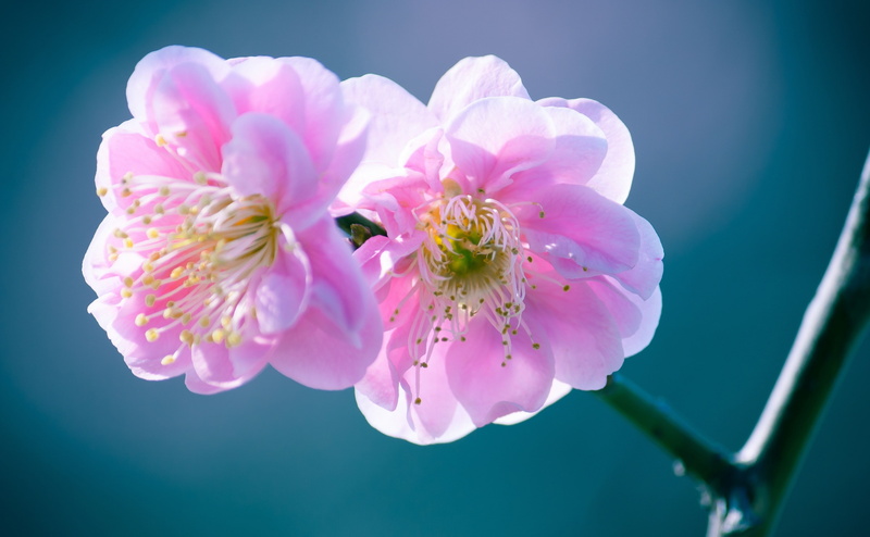 springtime, plant, Mikawa, blue background, close-up, Okazaki, flower head, growth, freshness, pollen, Spring, Chubu, laspina, Seasons, fragility, Pink