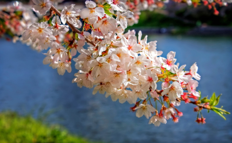vulnerability, branch, close-up, Seasons, no people, blossom, fragility, Okazaki City, sakura, flower head, outdoors, Aperture, day, flower, flowering plant