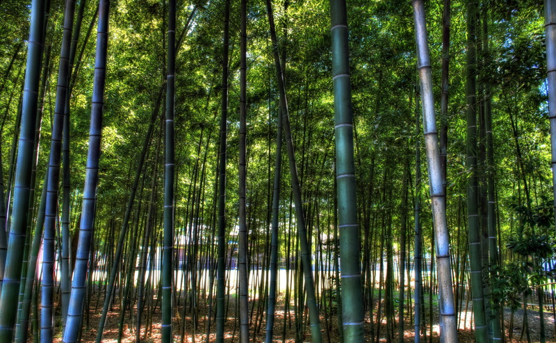 bamboo - plant, Photomatix Pro, Topaz Adjust, Mikawa, plant, growth, forest, tranquility, Aichi Prefecture, tall - high, inside, tranquil scene, Photoshop