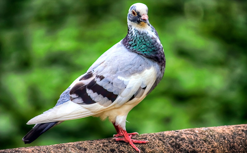 focus on foreground, no people, one animal, Mikawa, perching, Okazaki City, Photoshop, looking, Aichi Prefecture, full length, close-up, Photography, Aperture