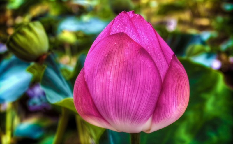 Topaz Adjust, Okazaki City, petal, Photography, Lotus, beauty in nature, 4K, vulnerability, outdoors, Aichi Prefecture, focus on foreground, objects, Japan