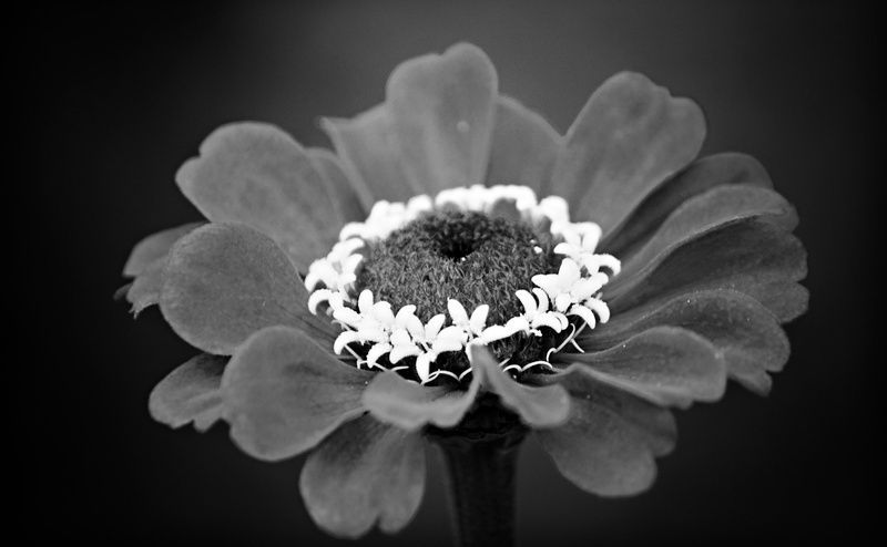 vulnerability, Photoshop, growth, Aichi Prefecture, Topaz Adjust, Flowers, indoors, Mikawa, crown, Okazaki City, flower head, no people, inflorescence