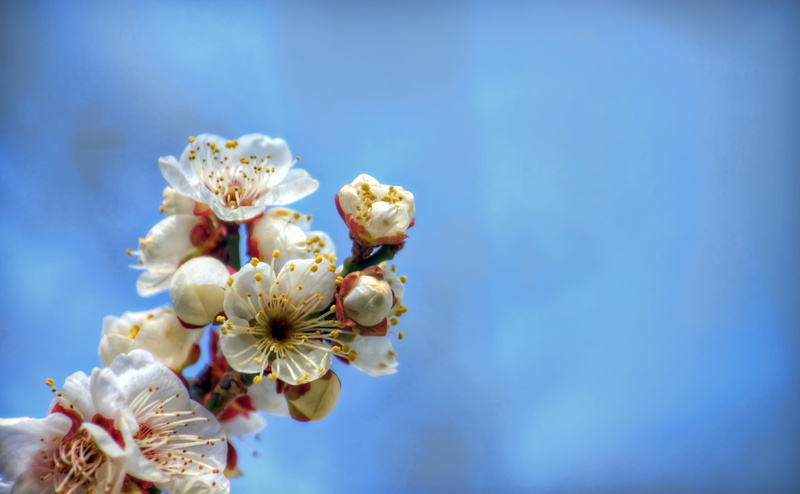 growth, Photography, Seasons, Topaz Adjust, Japan, flowering plant, Okazaki City, red, cherry blossom, Photomatix Pro, Aichi Prefecture, tinted, Honshu