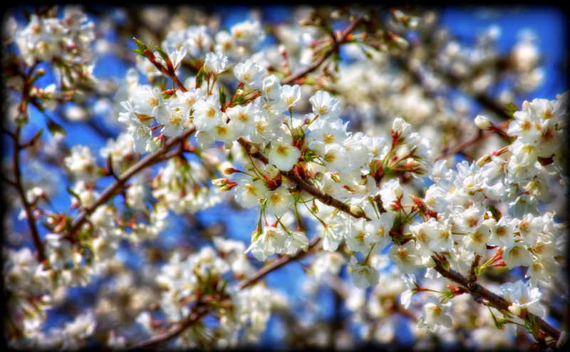 fragility, Topaz Adjust, freshness, vulnerability, cherry blossom, springtime, no people, someiyoshino, plant, cherry tree, beauty in nature, Seasons, growth