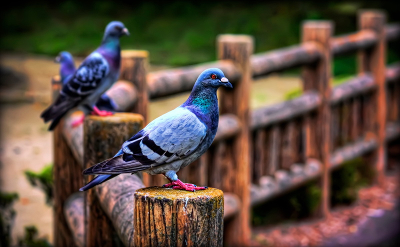 boundary, wooden post, nature, Topaz Adjust, three, Aichi Prefecture, group of animals, canon, post, animal wildlife, animal, Mikawa, Animals, focus on foreground