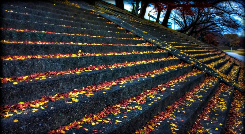 gray, growth, rural scene, tranquility, day, leaves, plant, Chubu, outdoors, stairs, Photoshop, beauty in nature, Japanese Maples, plantation, Okazaki City