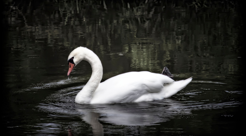 animal, Bird, Aperture, wildlife, Mikawa, animal family, Okazaki City, no people, Japan, Photomatix Pro, vertebrate, white color, Photoshop, water bird