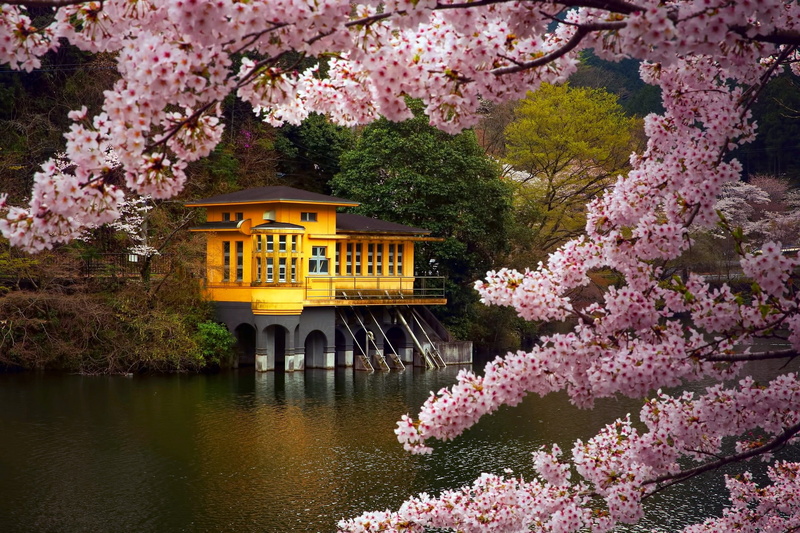 water, prefecture, color, brown, Moriyama, cherry, island, Honshu Island, 1080P, body, concrete, near, April, Lake, yellow, Kamakita, honshu, house, spring