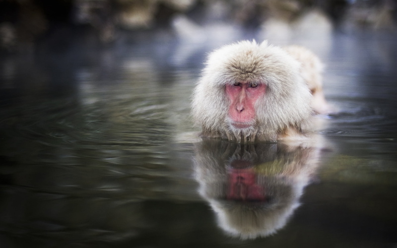 swimming Animal, japanese Macaque, primate, animal wildlife, outdoors, hot Spring, no people, nature, swimming, white, water, animal head, jigokudani, macaque