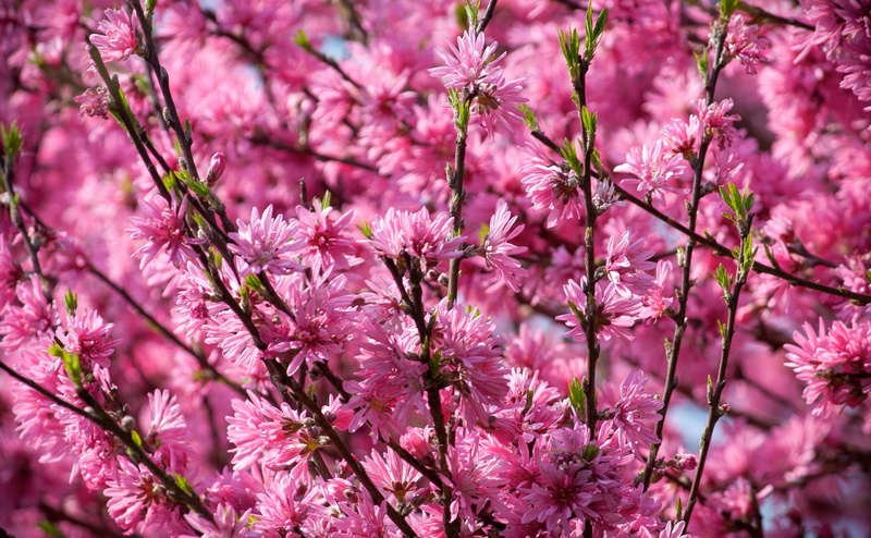 Flowers, aichiprefecture, springtime, cherry blossom, tree, Blossoms, cherry tree, full frame, day, outdoors, flowering plant, growth, Pink, beauty in nature