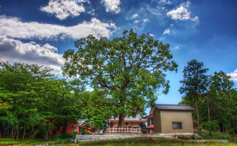 built structure, outdoors, Shrine, Mikawa, land, tree, green color, beauty in nature, Blue, trees, Asia, architecture, Okazaki City, growth, Shiratori Shrine