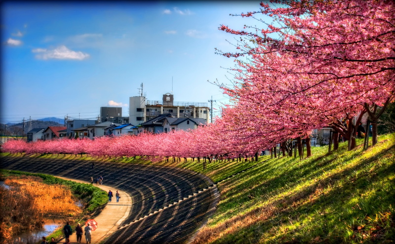 auto post production filter, transportation, Okazaki City, city, Seasons, Photography, Pink, day, Chubu, panoramic, Aichi Prefecture, Smile, sky, along