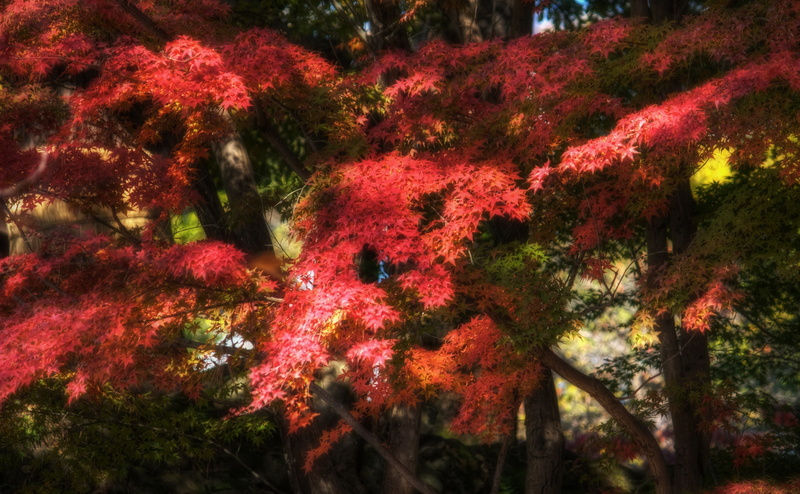 dreamy, flower, canon, Photography, red, flowering plant, plant, freshness, Aichi Prefecture, Photoshop, park, outdoors, Mikawa, Honshu, trees, day, low angle view