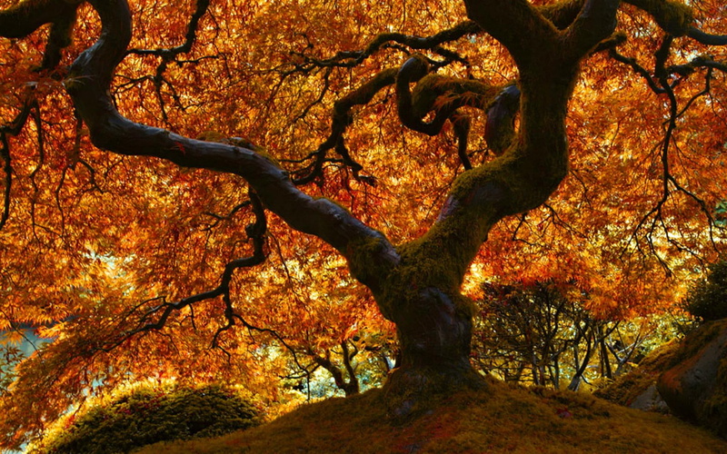 1080P, maple, forest, autumn, japanese, tree, nature, trees, yellow, leaf, oak