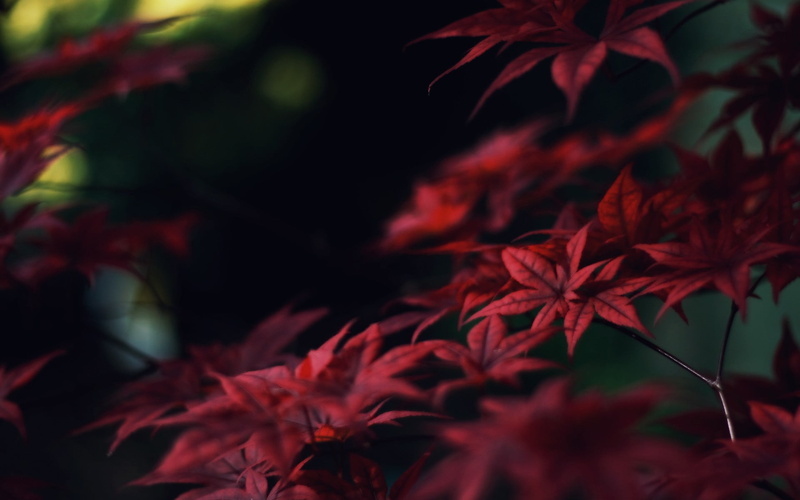 day, natural condition, outdoors, vibrant Color, vulnerability, green Color, tranquility, woodland, leaves, close-up, maple Tree, growth, sunlight, tree