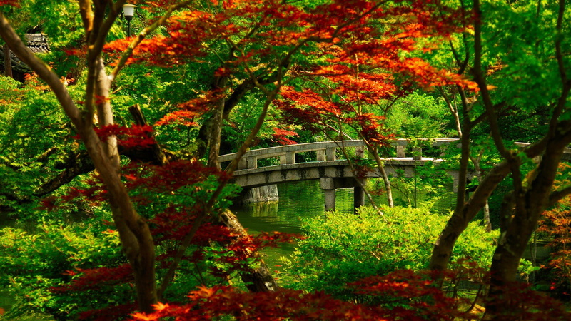 Japanese maple, nature, 1080P