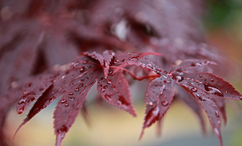 1080P, branch, bokeh, drops, japanese, maple, leaves, dew, after the rain, japanese maple, red