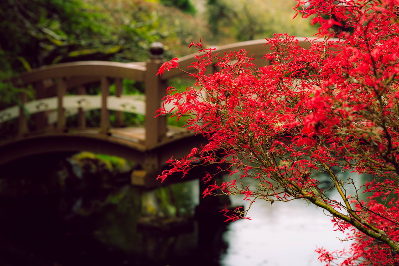 built structure, leaves, freshness, red, day, outdoors, maple leaf, young, rain, close-up, pink color, serenity, drops, maple, plant part, flower, 5K