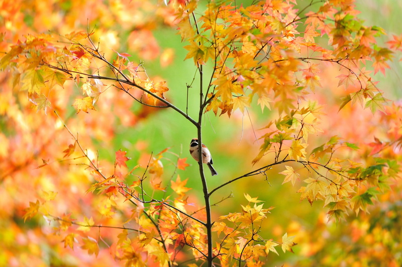 cali, foliage, tree, green, maple, 1080P, Japanese, Autumn, Bird, sparrow, orange, flower