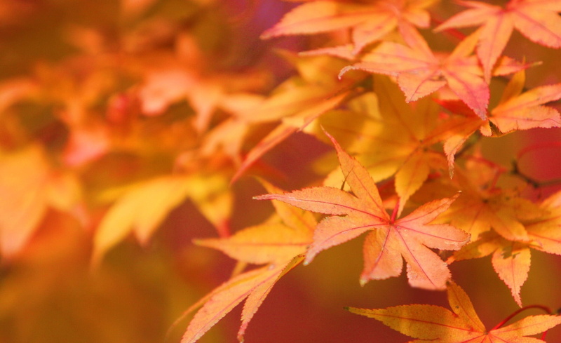 beauty, natural condition, yellow, selective focus, autumn, leaves, 1080P, Maple, tree, backgrounds, maple leaf, orange color, no people, Japan, plant part