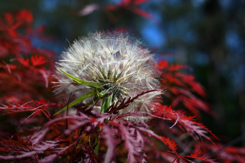 leaf, fragility, 5K, dandelion seed, flower, dandelion, red, close-up, color Image, no People, botany, outdoors, fluff, tranquility, day, beauty In Nature