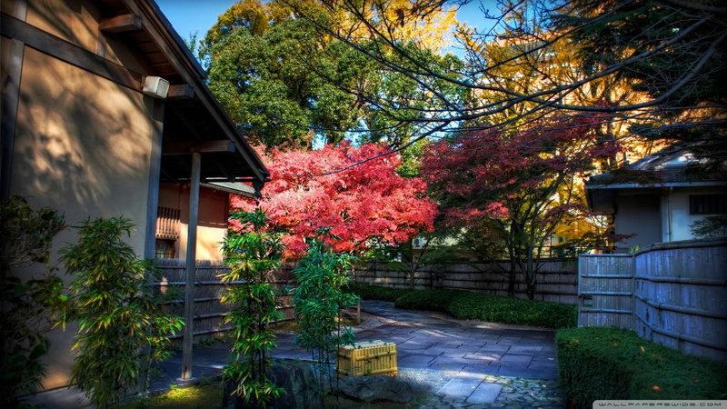 behind, hdr, backyard, house, momiji, 1080P, nature and landscapes, bushes, tea, trees