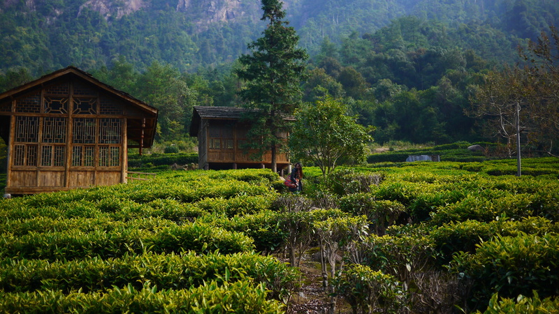4K, building exterior, nature, men, built structure, mountain, asia, green color, building, rural Scene, beauty in nature, plant, tree, land, outdoors