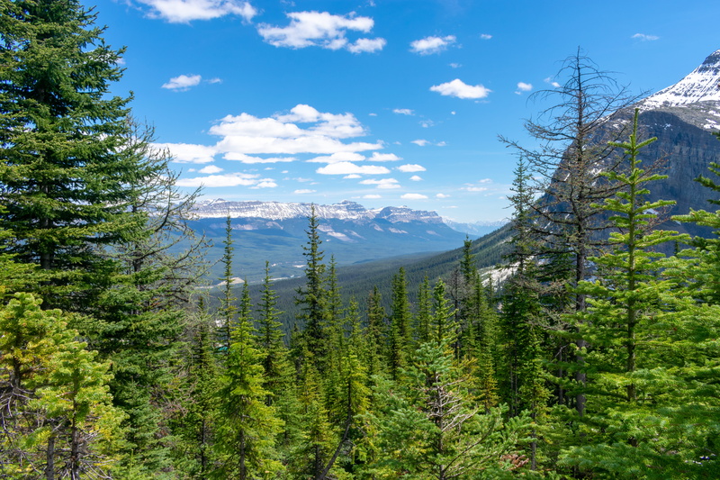 outdoors, mountain range, non-urban scene, pine woodland, 5K, green color, beauty in nature, day, forest, tranquility, idyllic, lake agnes tea house, sky