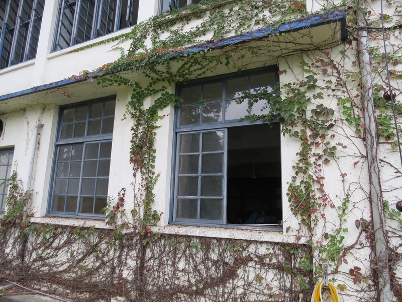 tea factory, nature, no people, house, growth, low angle view, tree, plant, residential district, window, housing, wall, old, day, ivy, architecture, industry